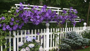 Un jardín con cerca blanca de piquetes, flores moradas y un arbusto de hortensia azul.