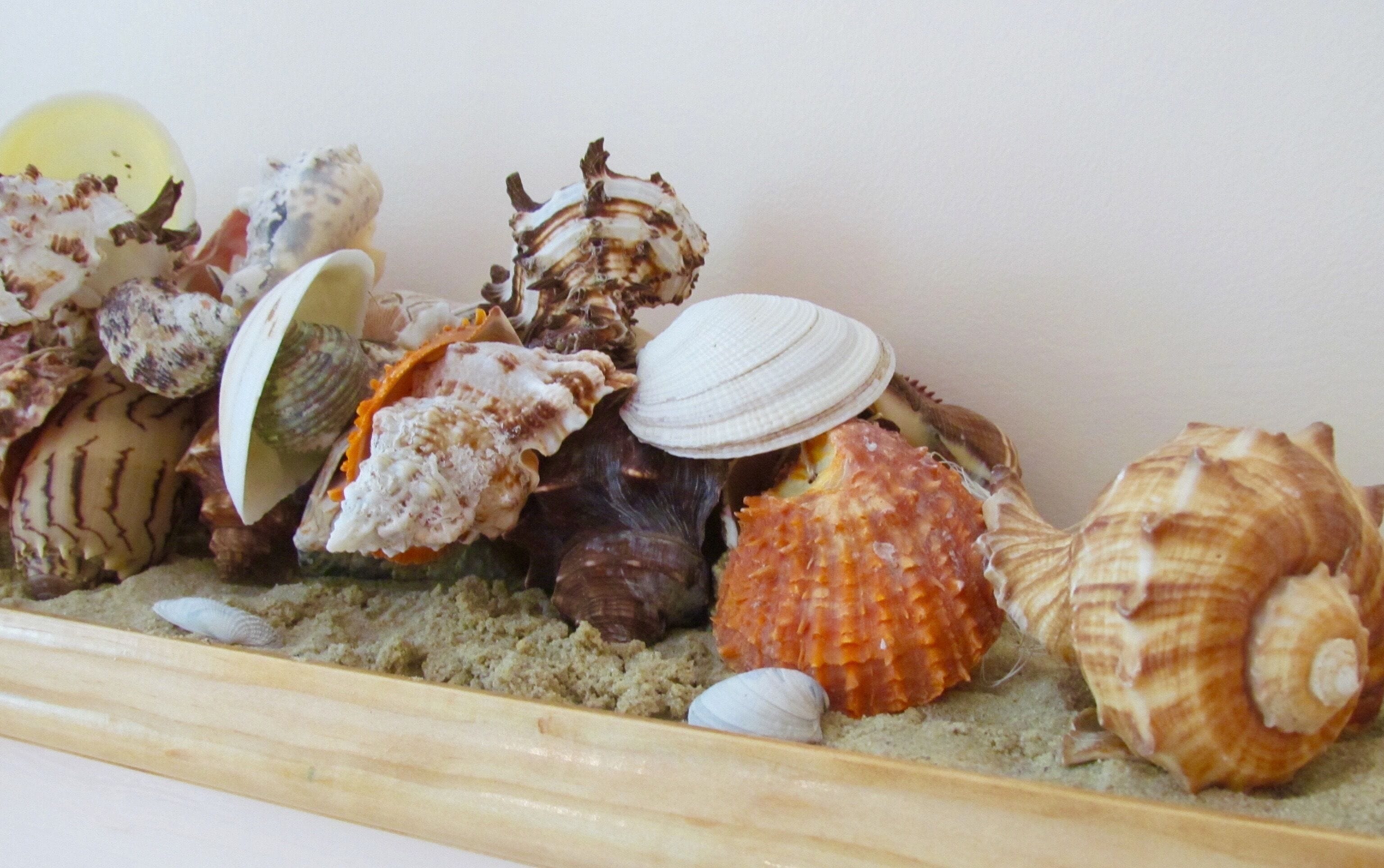 A collection of seashells displayed on a wooden shelf.
