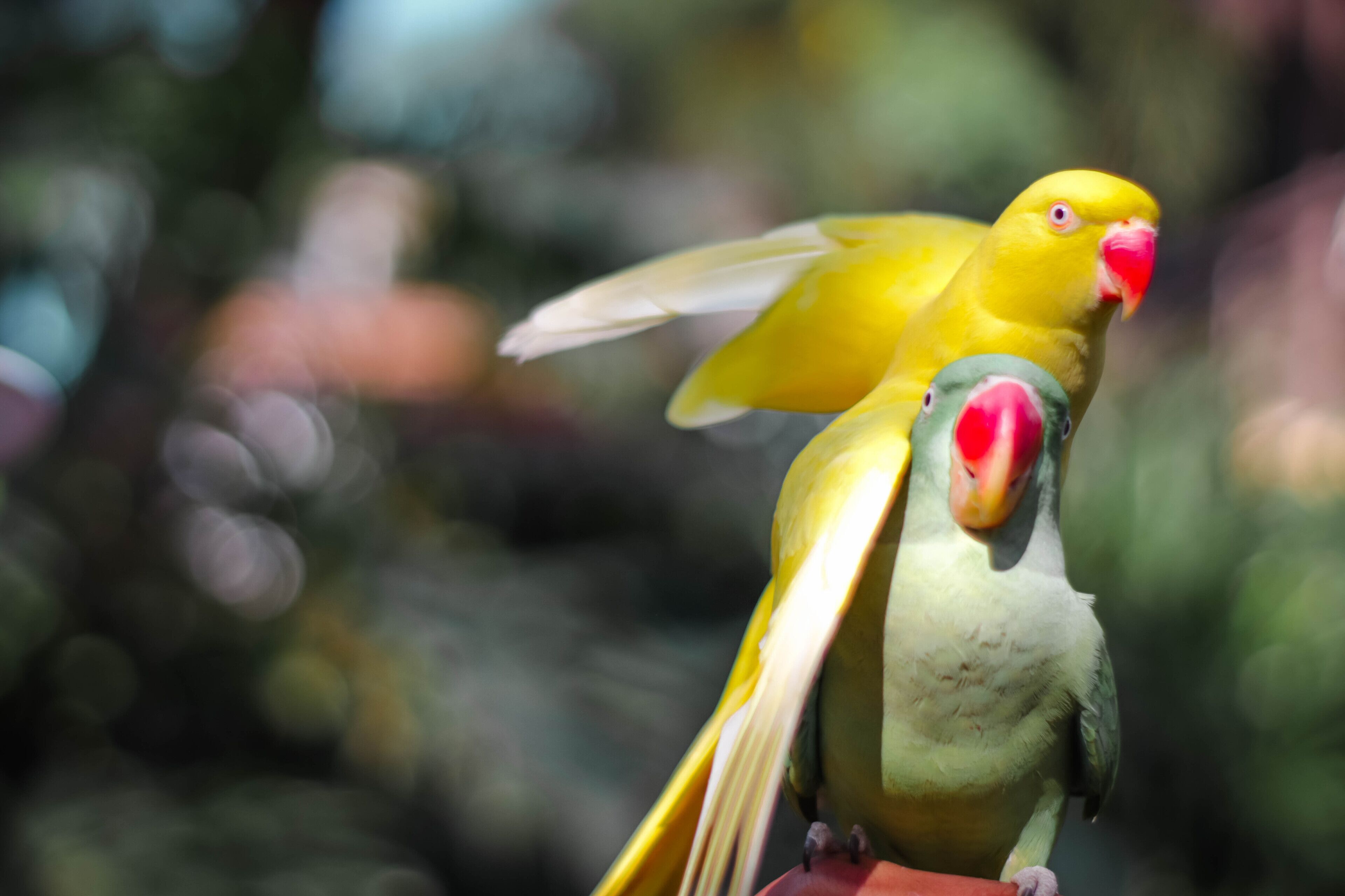 Two yellow parrots perched on a branch.