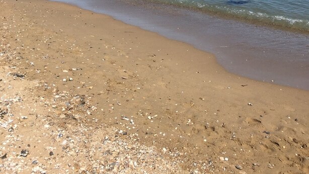 Ein Strand mit sandigem Ufer und ruhigem Wasser.