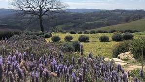 Een landschap met een opvallende kale boom, glooiende heuvels en lavendelvelden.