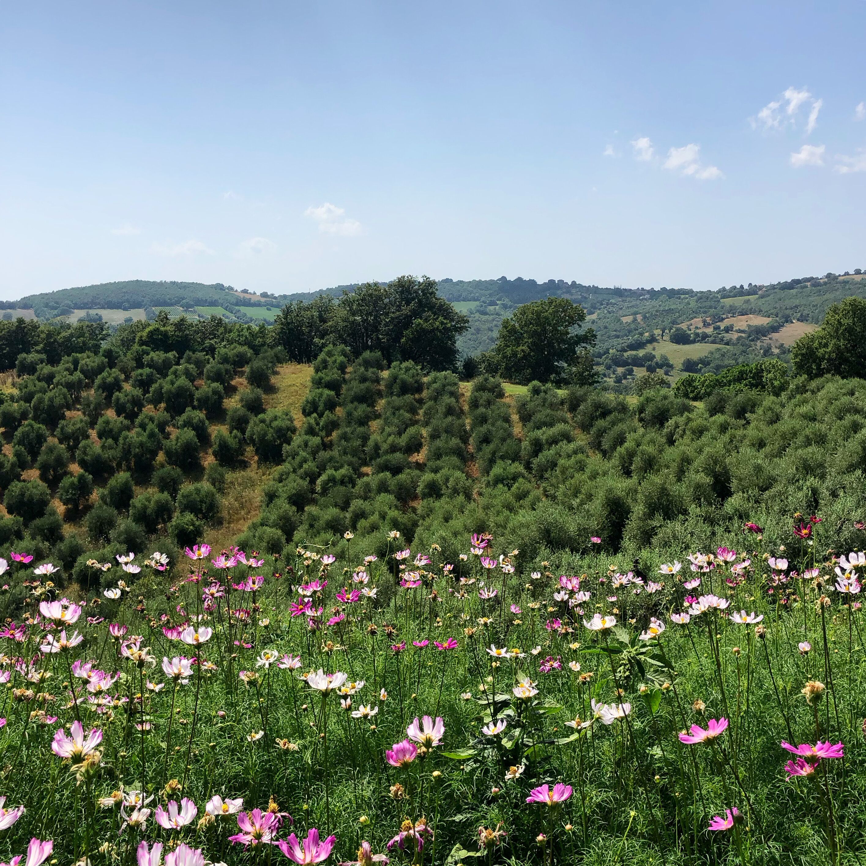A field of flowers with a hilly landscape in the background.