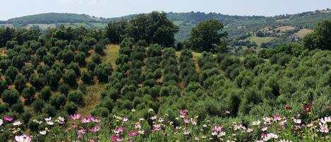A field of flowers with a hilly landscape in the background.