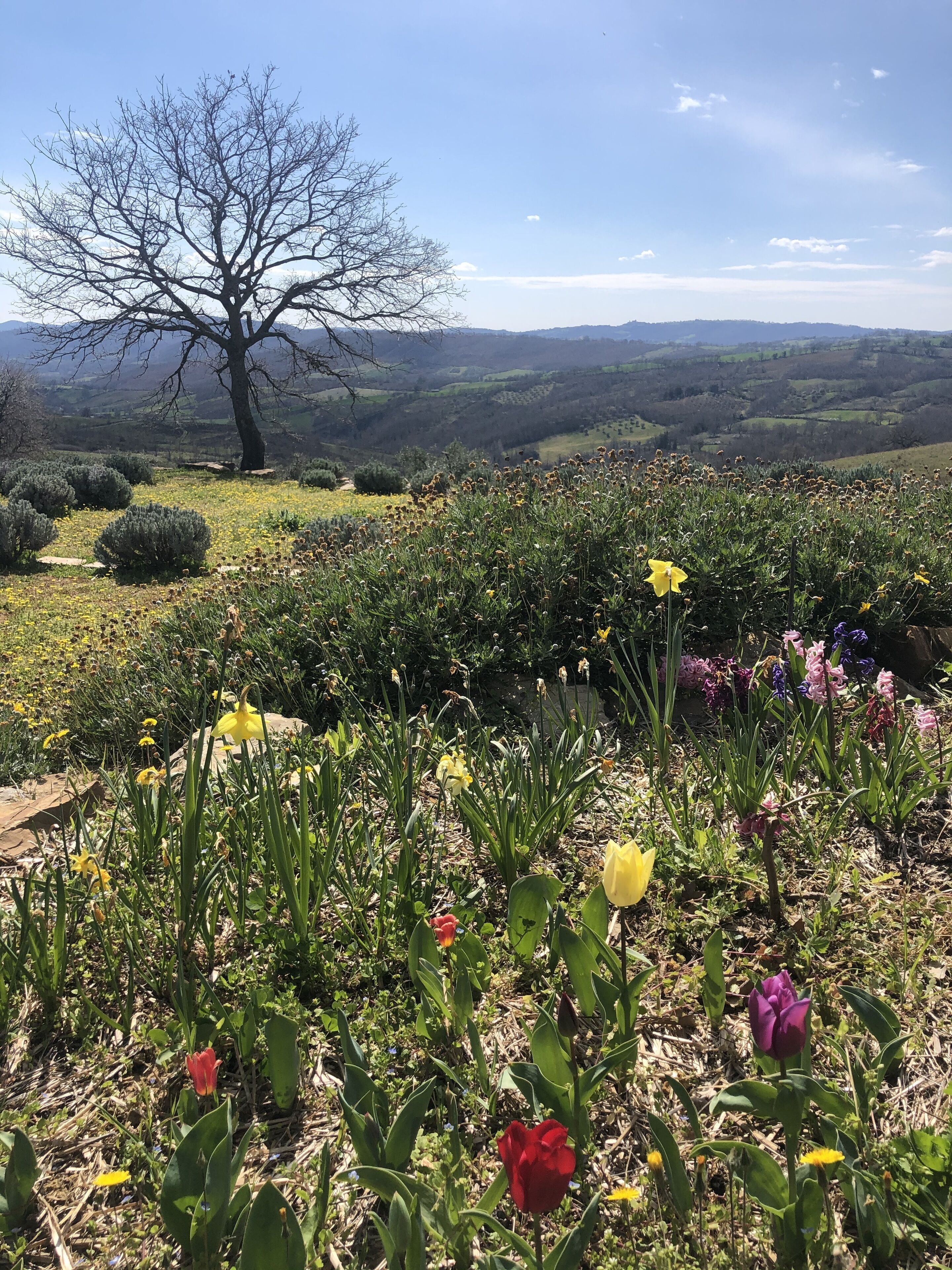 A landscape with a prominent tree and a variety of flowers in the foreground.