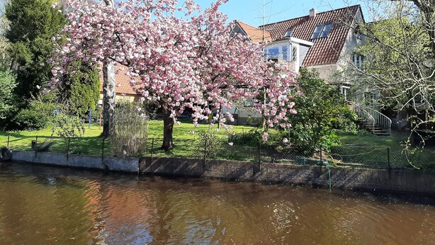 Ein friedlicher Flussufergarten mit blühenden rosafarbenen Bäumen, wolkenlosem Himmel und einem Haus mit Ziegeldach im Hintergrund.