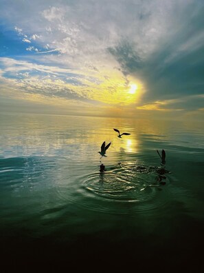 Miscellaneous - 200yd paddle to the Weeki Wachee River (Spring Hill)