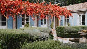 A garden with a variety of plants and a fountain. - The French House-Luxury Country Retreat (Trentham)