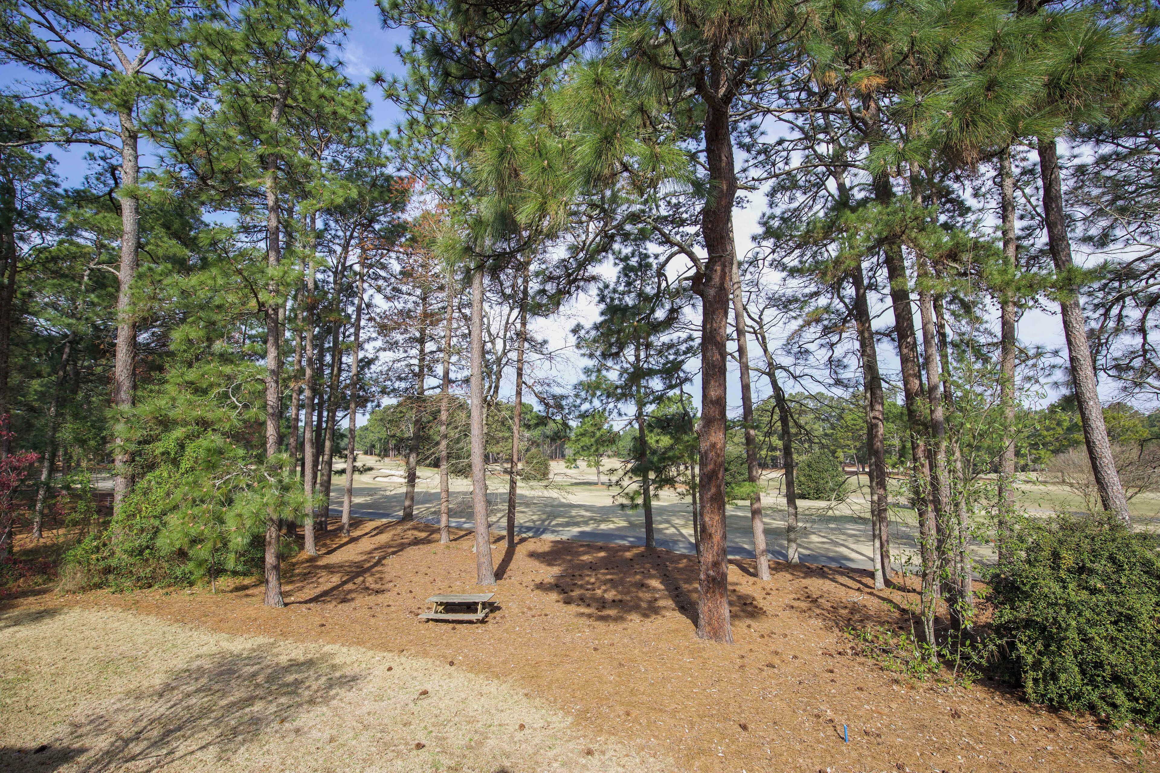 Ein Campingplatz mit hohen Kiefern, einem Feldweg und einer kleinen Holzbank.