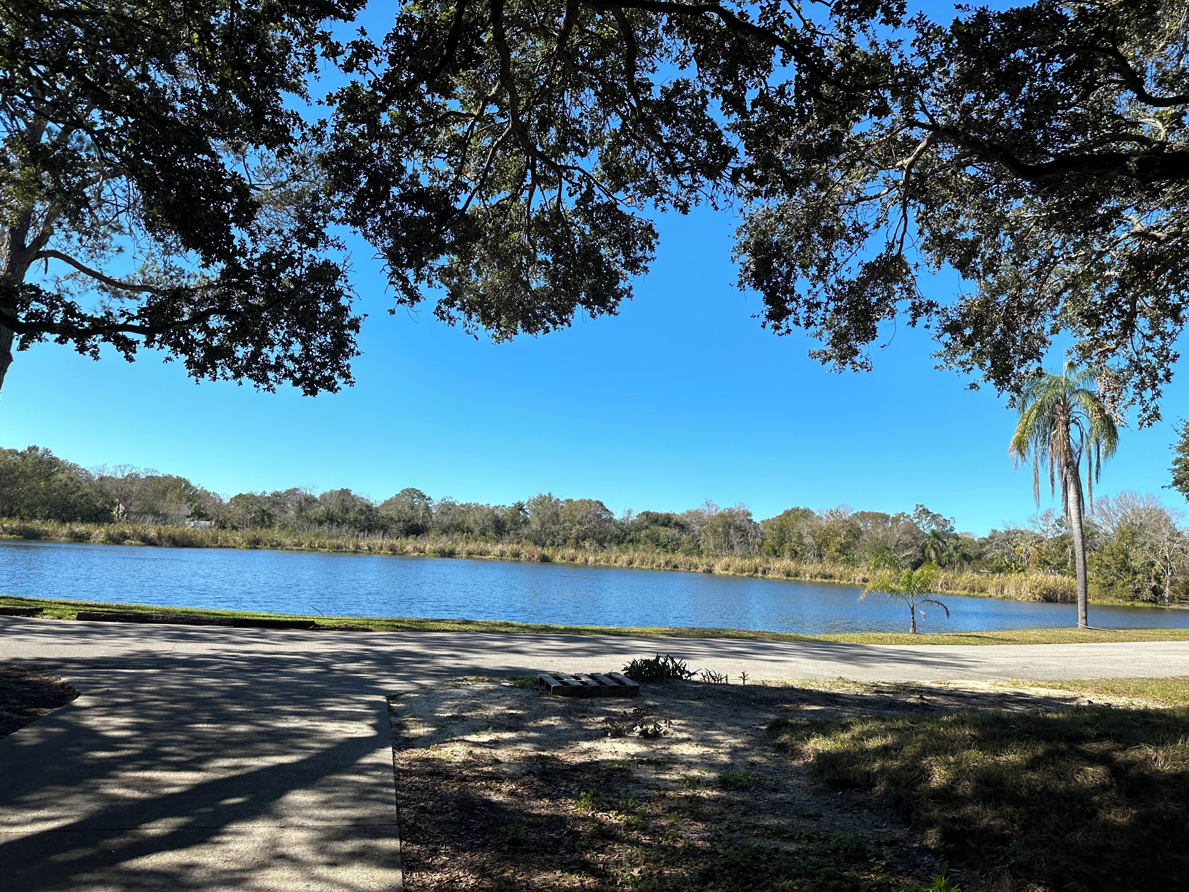 A lakeside park with a paved walkway, picnic tables, and a palm tree.