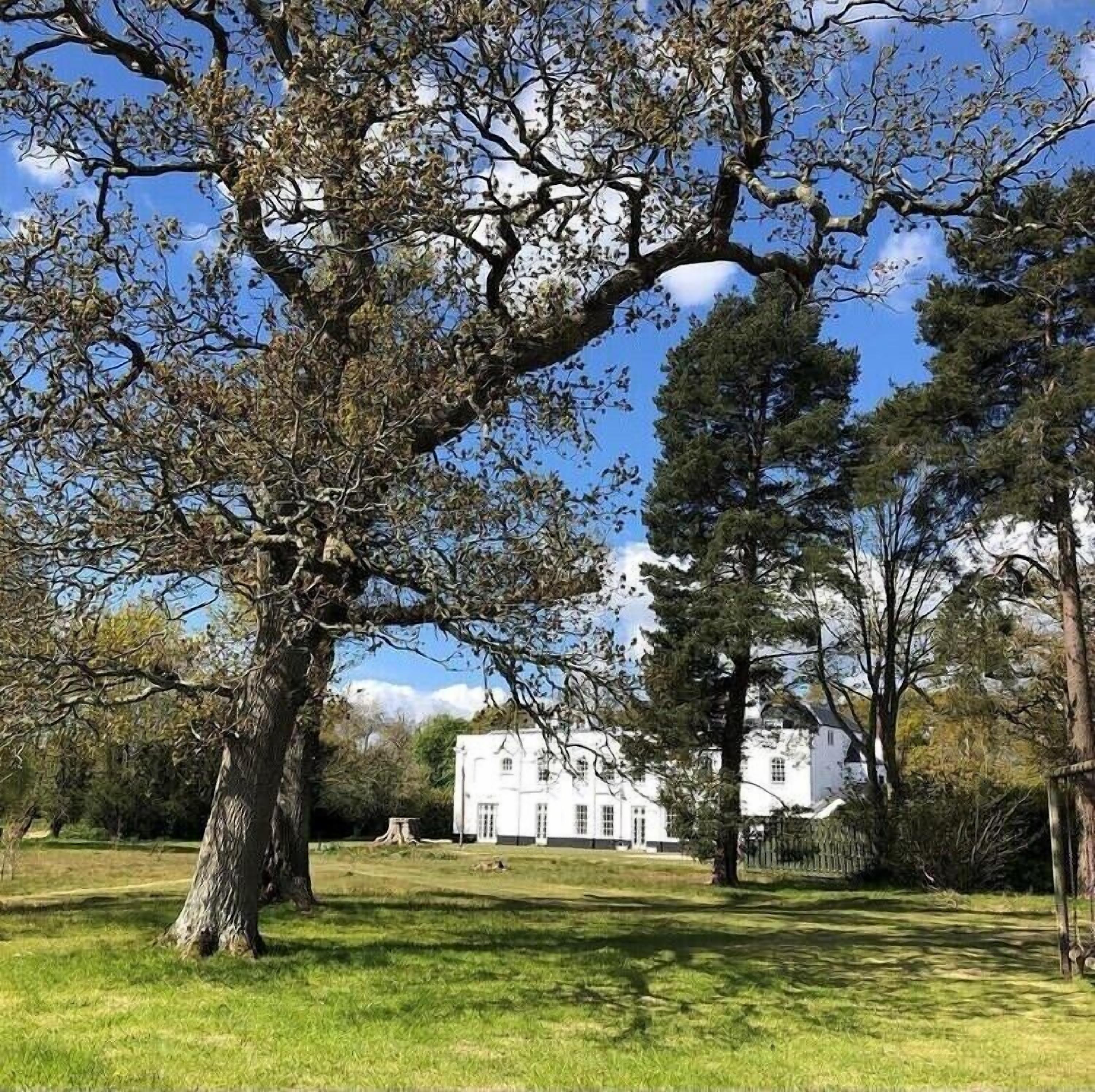 Un gran árbol en un área verde con un edificio blanco al fondo.