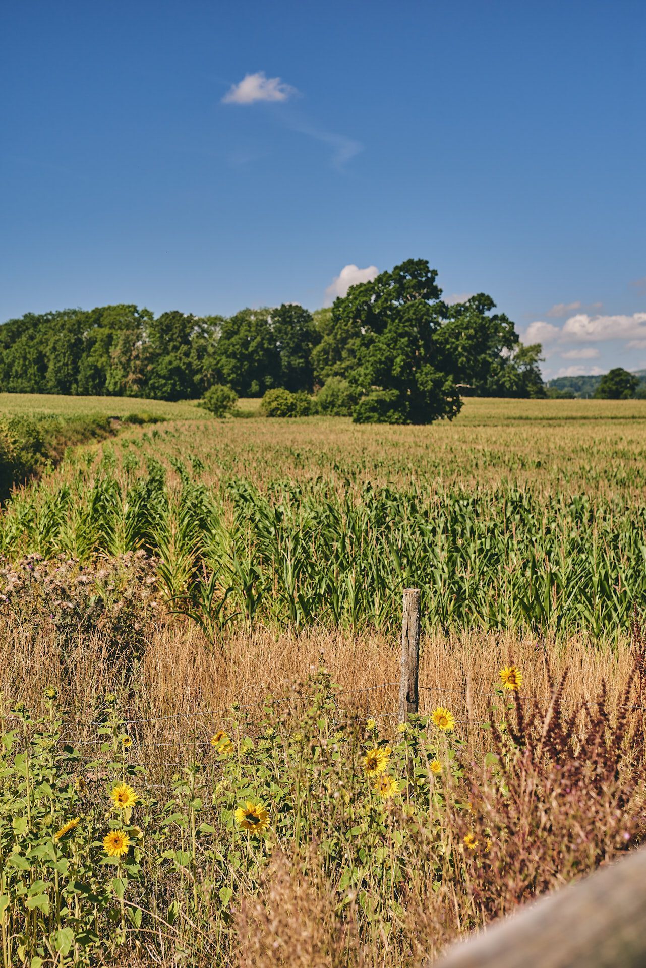 A field with crops and wildflowers, a wooden fence, and trees in the background.