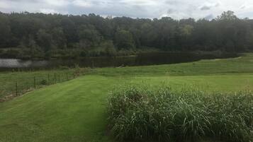 A grassy field with a pond and dense forest in the background.