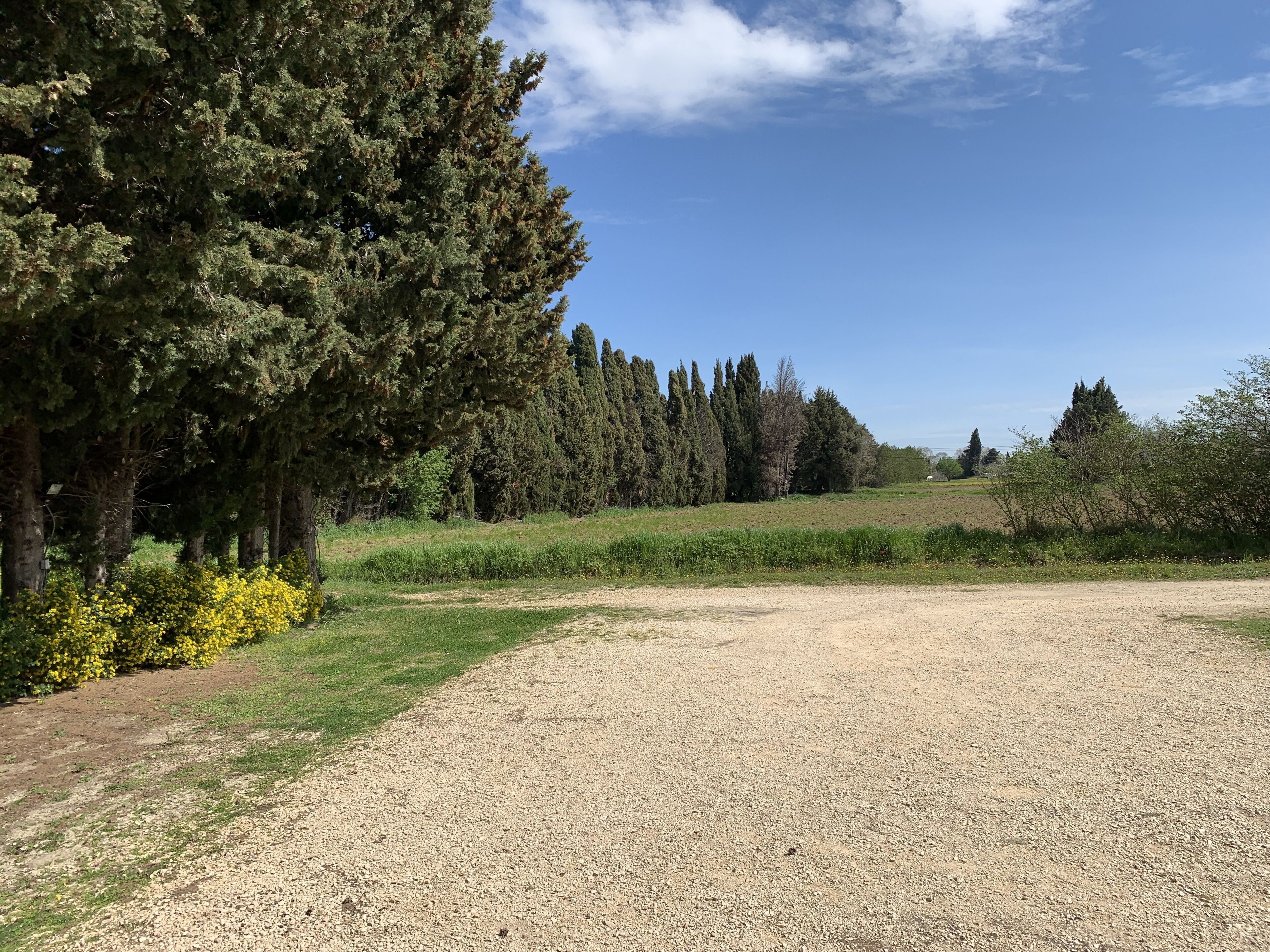 Un camino de grava que serpentea por un campo con árboles altos y flores amarillas a la izquierda.