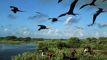 Game viewing