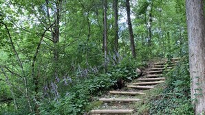 A wooden pathway in a forested area with trees and undergrowth. - The Little River Farmhouse – Your Smoky Mountain Riverside Retreat (Townsend)