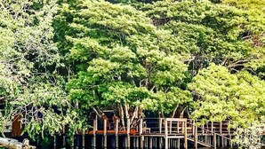 A wooden dock extending into a body of water, surrounded by dense green foliage. - Pousada alter (Santarém)