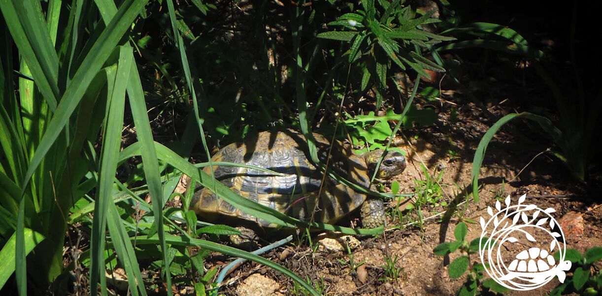Une tortue dans un environnement naturel, au milieu d’une végétation luxuriante.
