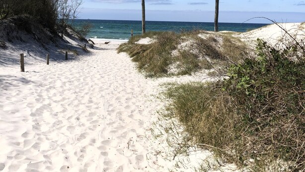 A sandy beach path leading to the ocean with two trees and some vegetation on the right. - Apartment Seestern Prerow/parking lot, 2 bicycles, bed linen/towels incl. (Prerow)