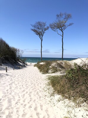 A sandy beach path leading to the ocean with two trees and some vegetation on the right.