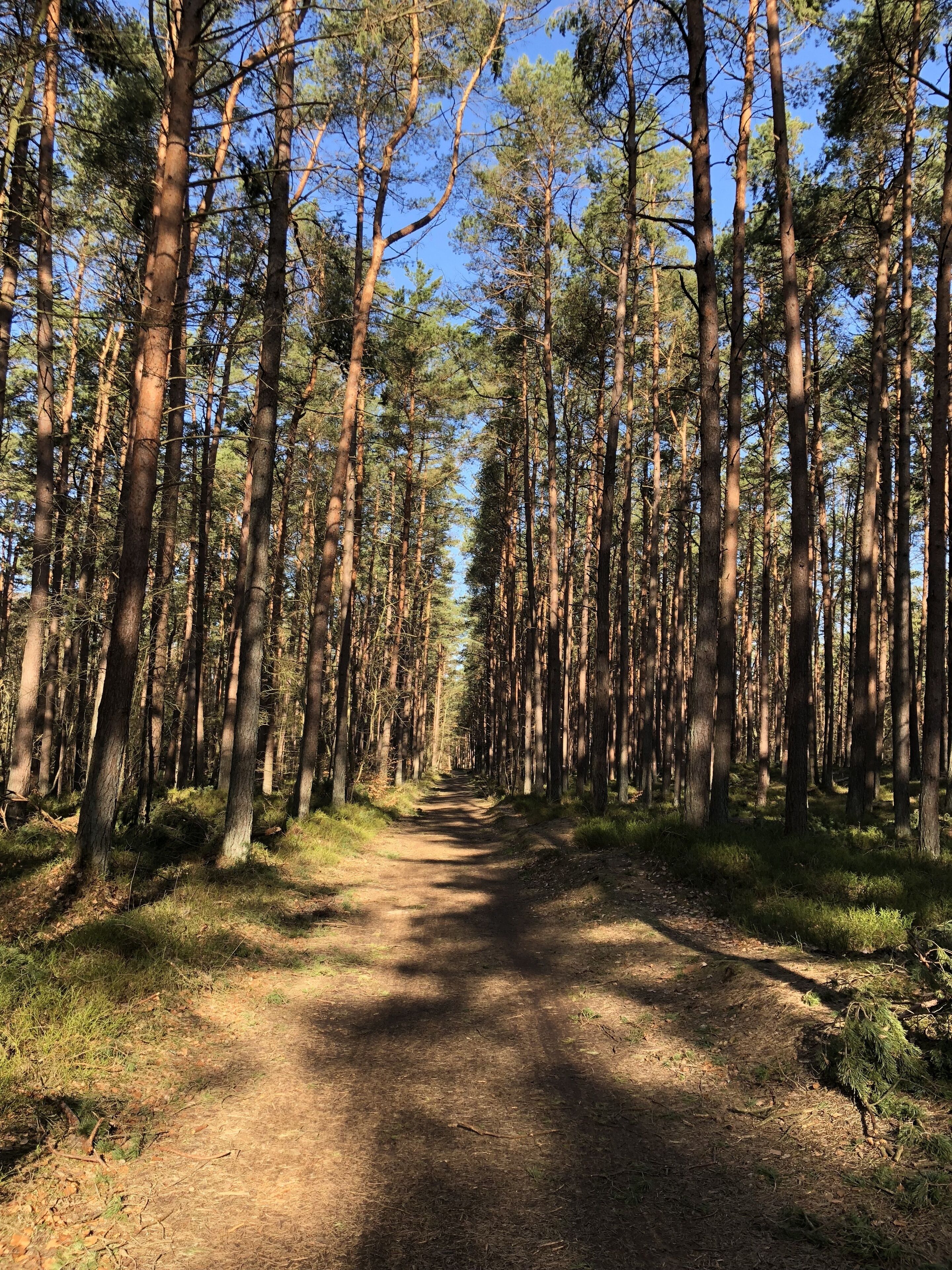 A forested path with tall trees and a clear sky.