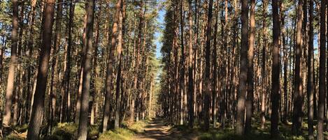 A forested path with tall trees and a clear sky.