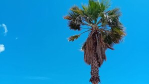 Una playa con una palmera alta, un cielo azul despejado y una vista distante del océano.