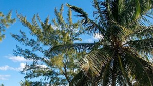 A house with a well-maintained lawn and palm trees in the foreground.
