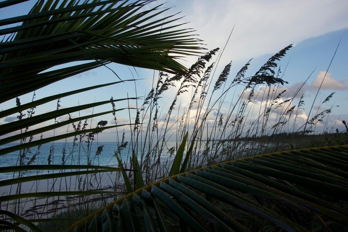 A coastal landscape with palm fronds and tall grasses in the foreground, leading to a beach and ocean in the background.