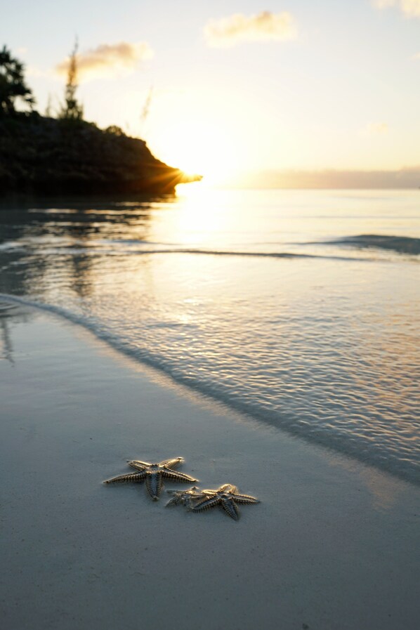 A beach scene with starfish on the sand and the sun setting in the background.