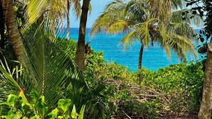 A tropical beach with dense vegetation and palm trees.