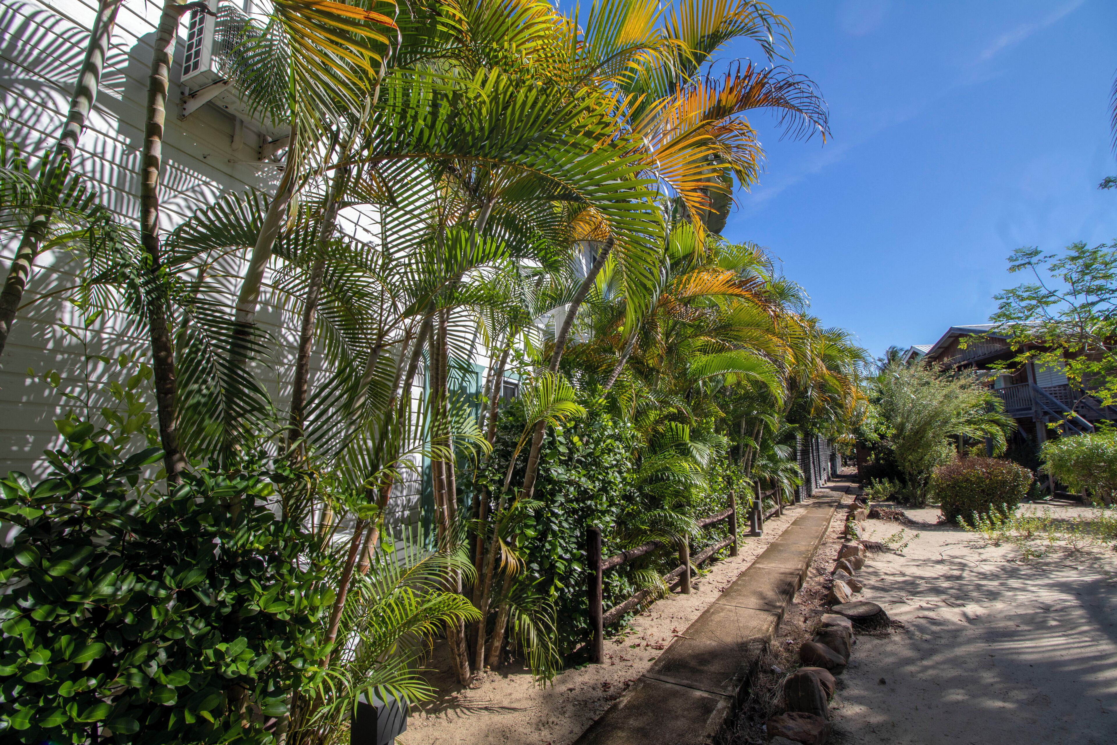 A pathway lined with palm trees and a building with a balcony.