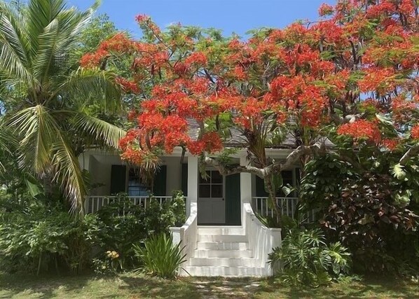 A house with a white exterior, a front porch, and a tree with red flowers.