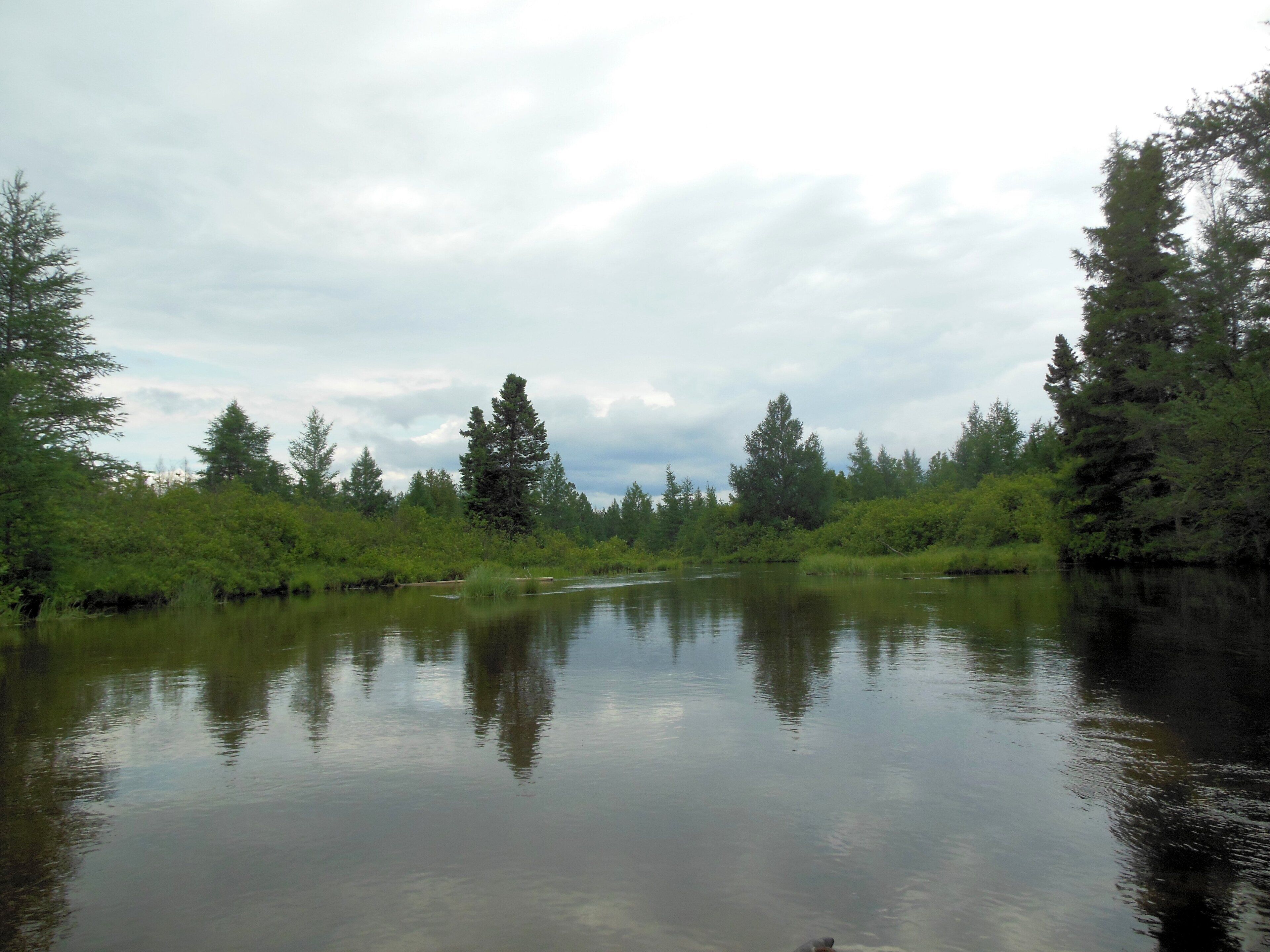 Tyyni joki, jonka molemmilla puolilla on tiheä metsä.