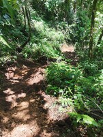 Uma trilha arborizada com um caminho de terra, rodeada por vegetação densa e árvores.