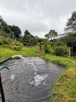 Um pequeno lago com água a fluir, rodeado por vegetação exuberante e algumas árvores.