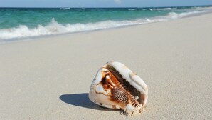 A seashell on a sandy beach with the ocean in the background. - Buttonwood Reserve by Eleuthera Vacation Rentals (James Cistern)