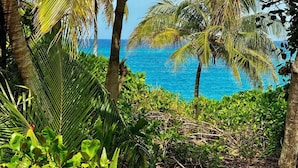 A tropical beach with dense vegetation and palm trees. - Trident Cottage 2 Bedroom Cottage (North Palmetto Point)