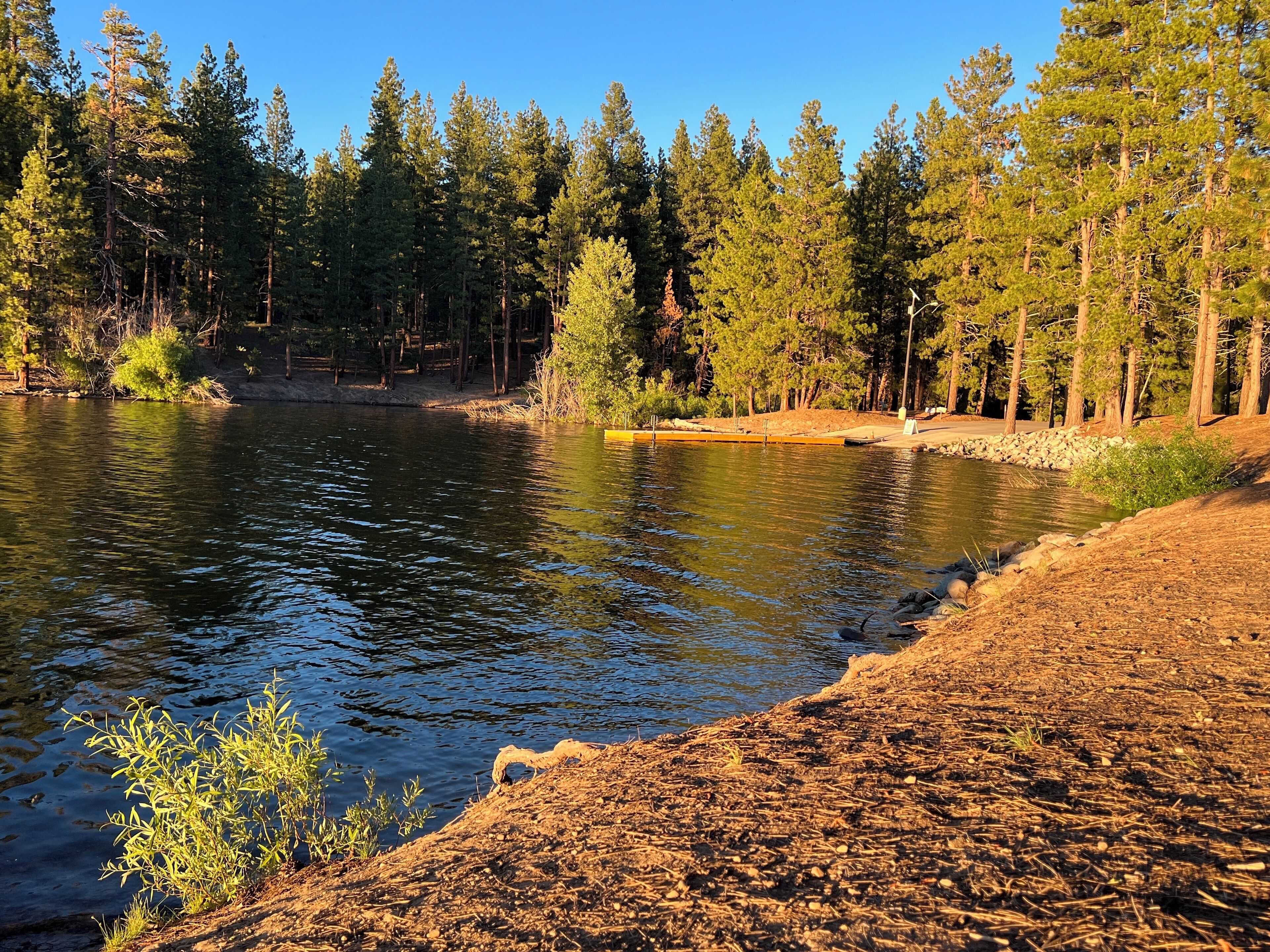 Un cadre paisible au bord d’un lac, avec une plage de sable, une forêt dense de pins et un ciel bleu limpide.