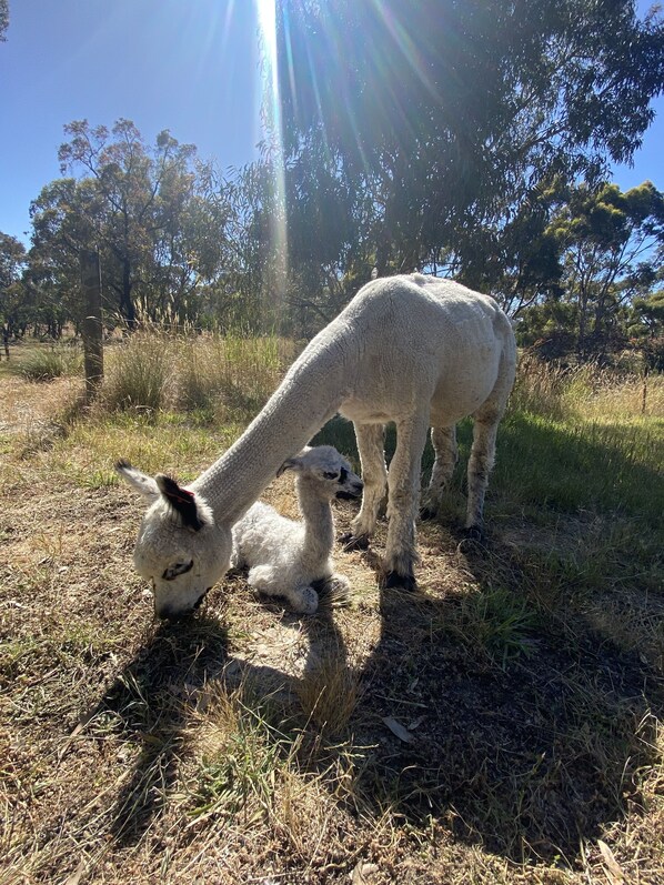 A llama grazing in a grassy field with trees in the background.