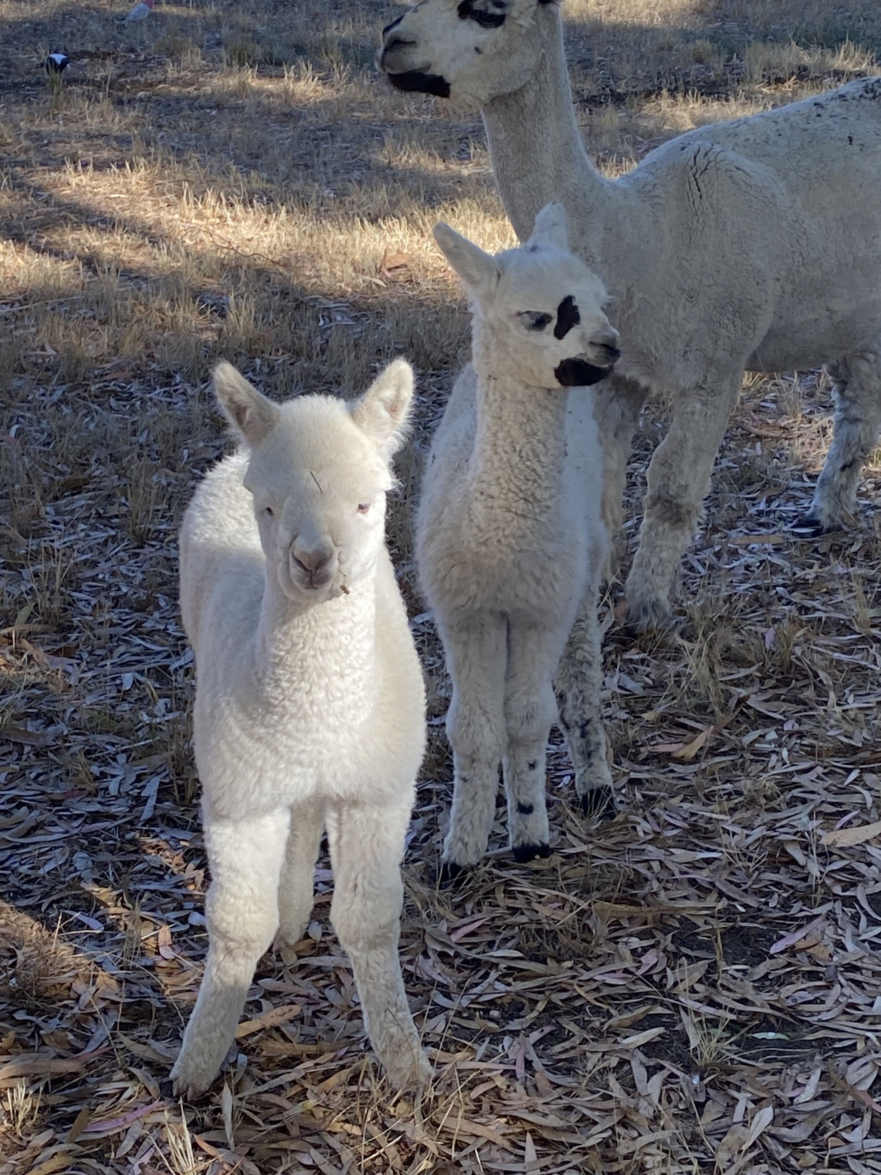 A group of alpacas standing on a ground covered with dry leaves.