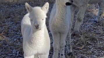 A group of alpacas standing on a ground covered with dry leaves.