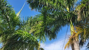 A yellow building with a white fence in front, surrounded by palm trees. - Modern two bedroom, 2 bathroom near Jolly beach for a peaceful stay. (St Mary's Parish)