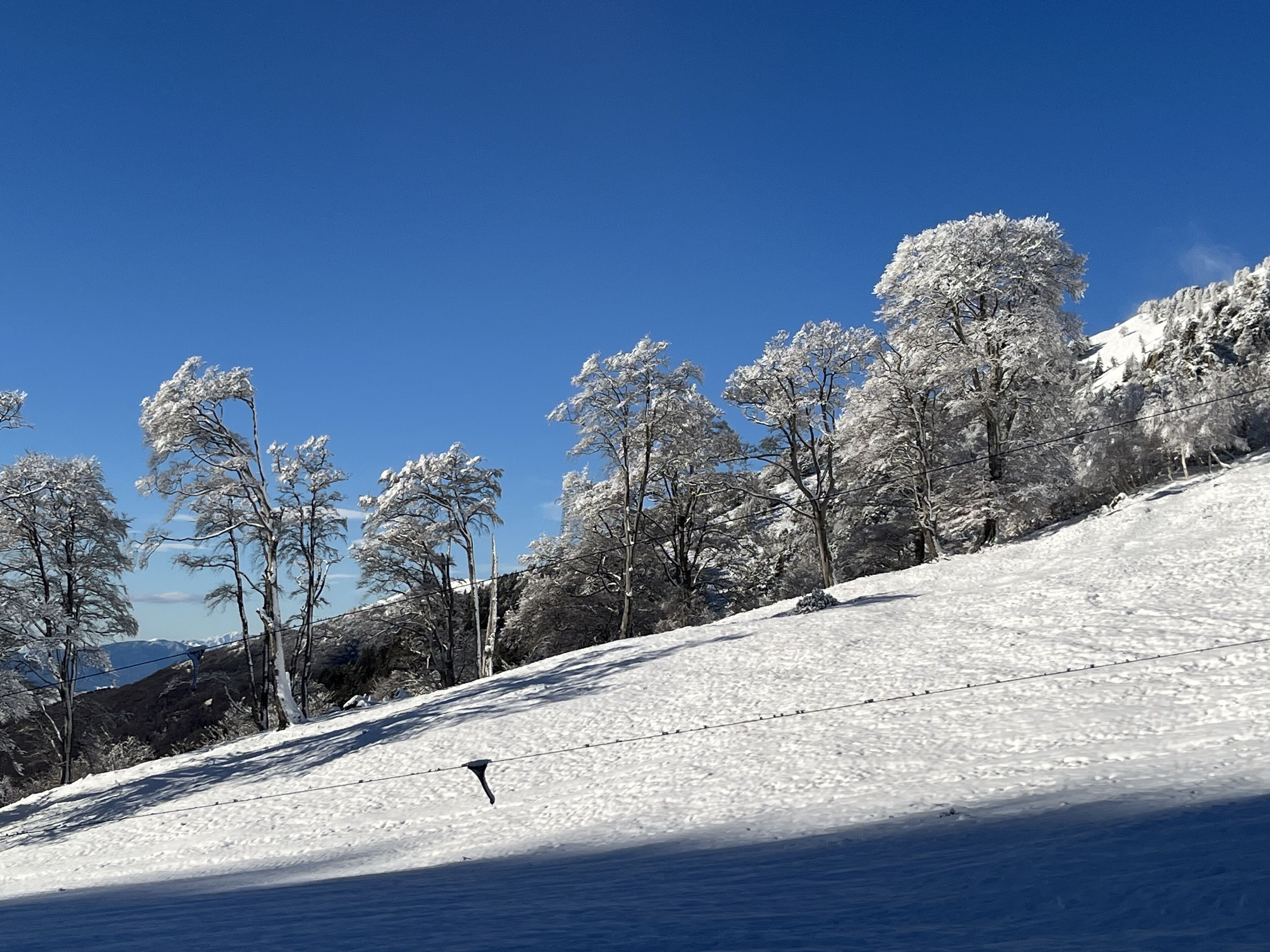Une pente enneigée, parsemée d’arbres, sous un ciel bleu dégagé.