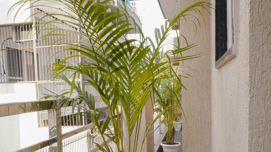 Lime Tree 2 Bhk Apartment Golf Course