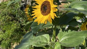 Un tournesol devant un bâtiment doté d’un toit en tuiles et d’un balcon.