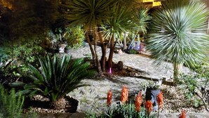 Un jardin avec différentes espèces de plantes et un sentier en pierre.