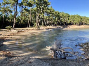 A beach with clear water, sandy shore, and tall pine trees.