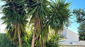 Un jardin agrémenté de plantes de yucca et de rochers.