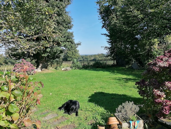 A grassy backyard with a wooden fence, trees, and a dog.