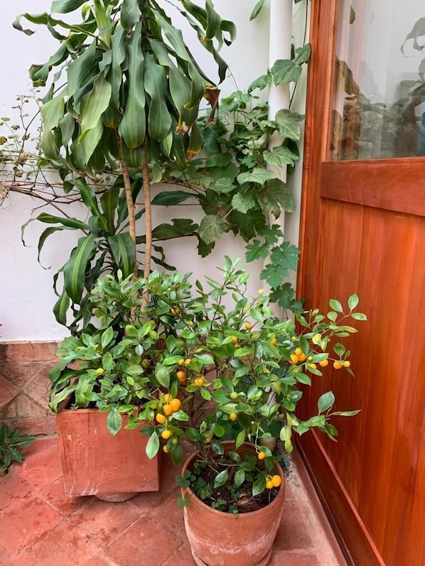 Una planta en maceta con frutos amarillos frente a una puerta de madera.
